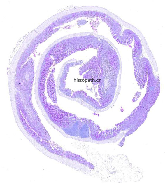 糖原染色2.jpg 糖原染色2.jpg